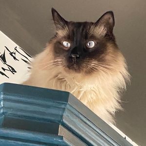 Meet your Posher, Sheri